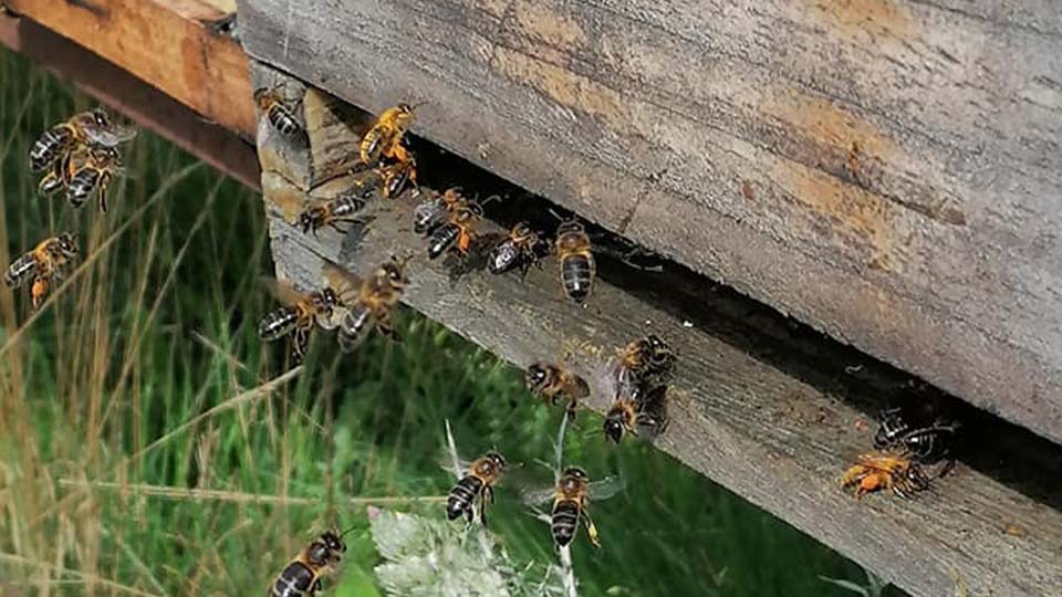 Abejas recolectando miel de brezo y de tomillo