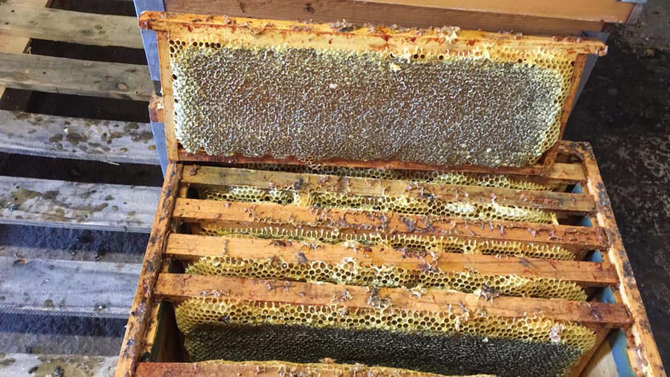 panal de miel de abeja cruda